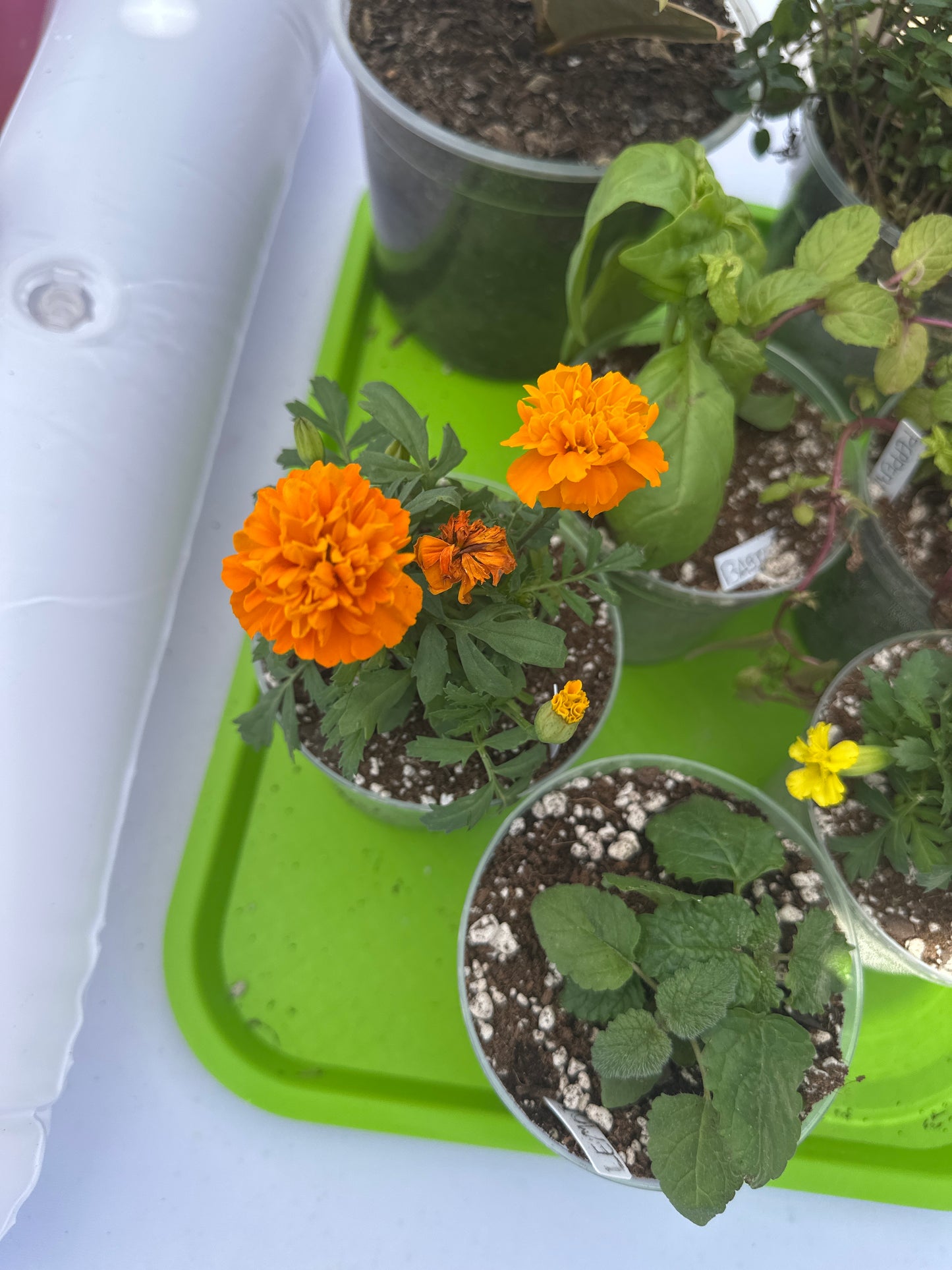Small Potted Plant - Orange Marigold
