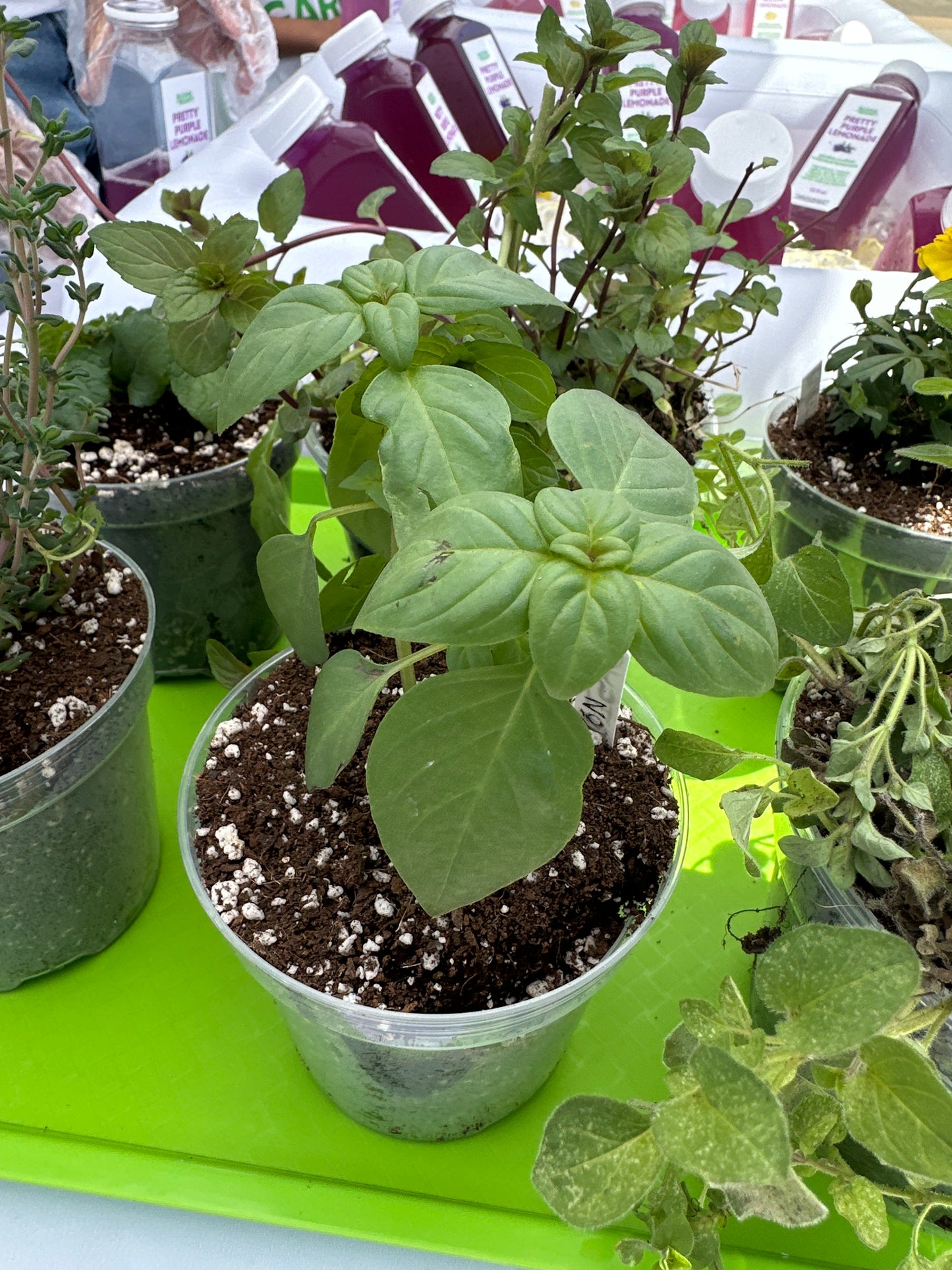 Small Potted Plant - Basil