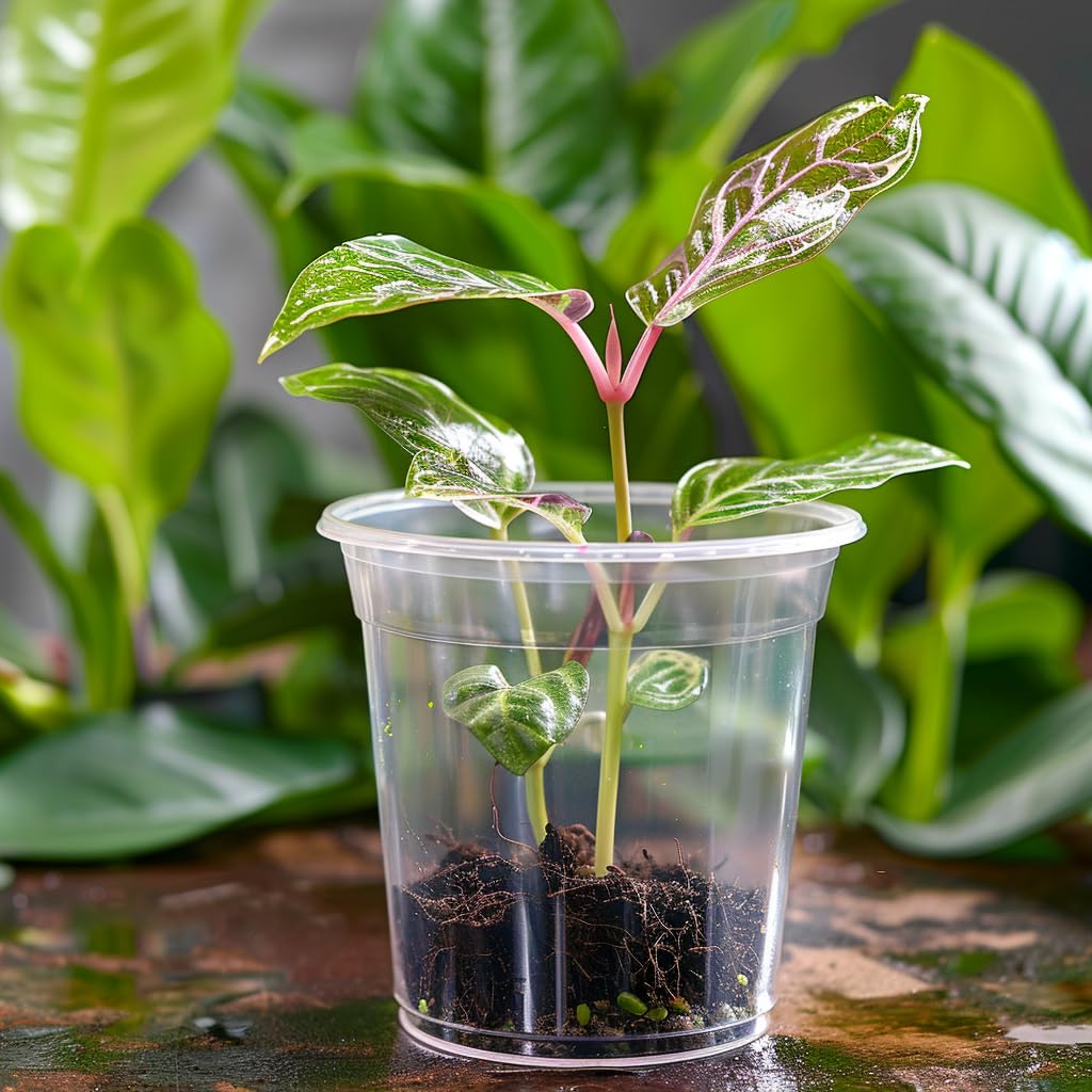 50 Pack 3/4/5/6/7 Inch Clear Nursery Pots with Drainage Holes, Durable Plastic Nursery Pots for Plants, Succulents, Herbs, Flowers, and Vegetable Seedlings (3+4+5+6+7 inch)