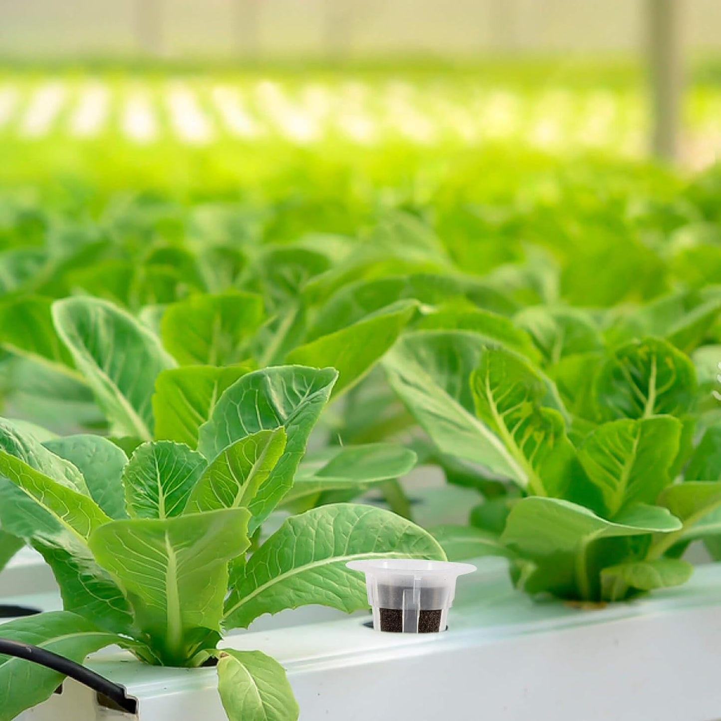 MAQIHAN 50 Grow Sponges for Hydroponics - Seed Pods for Garden Seed Starter Pods Growing System Plant for Seed Plugs Garden Cube Sponges Replacement