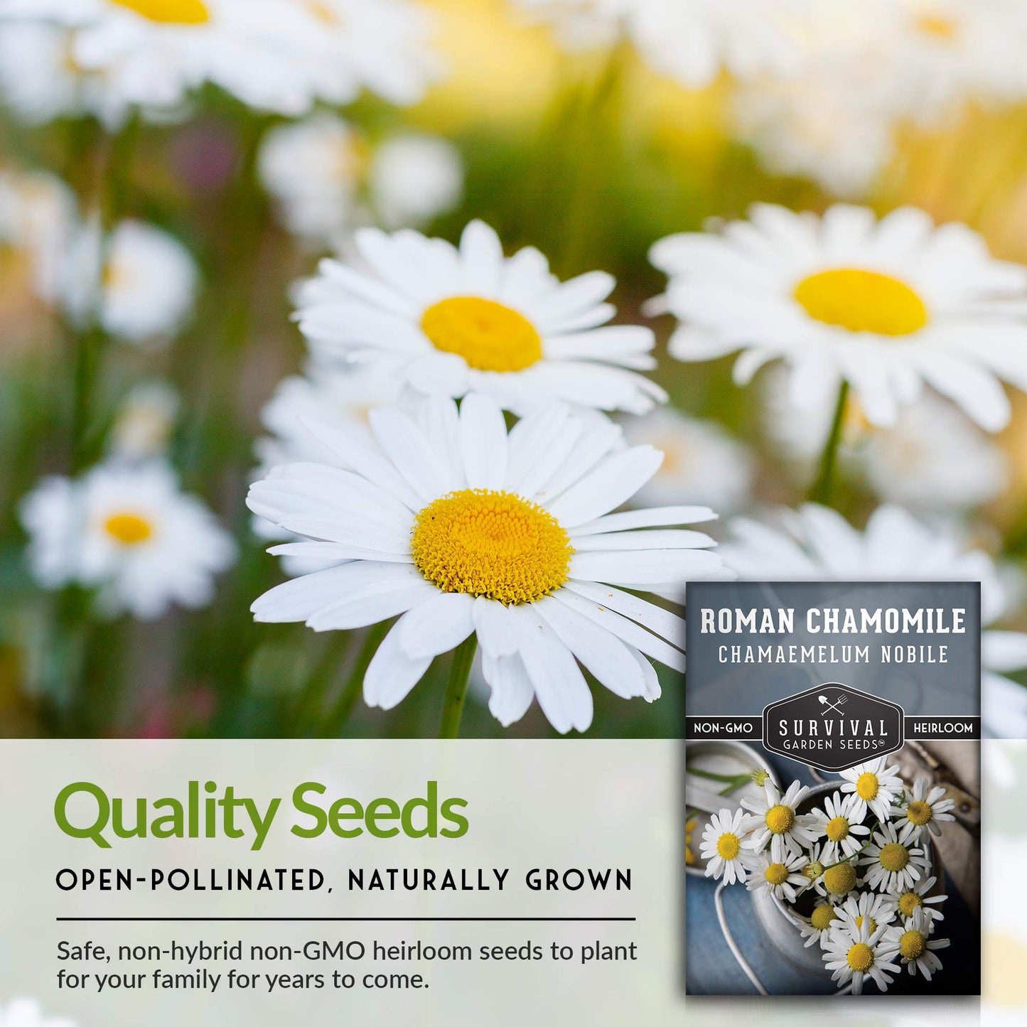 Roman Chamomile Seed for Planting - 3 Packets with Instructions to Plant & Grow Calming Medicinal Herbs in Your Home Vegetable Garden - Non-GMO Heirloom Variety - Survival Garden Seeds