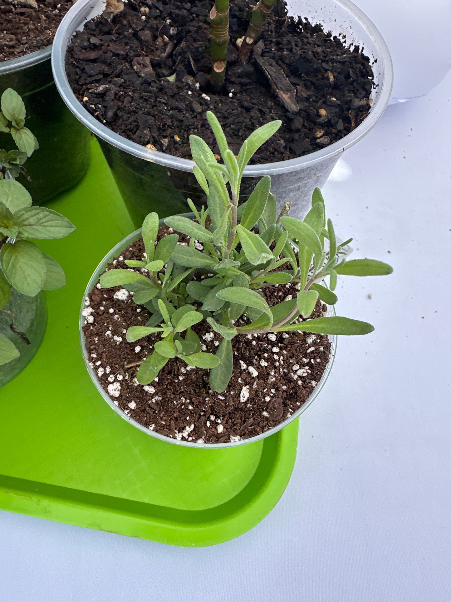 Small Potted Plant - Lavender (Munstead)