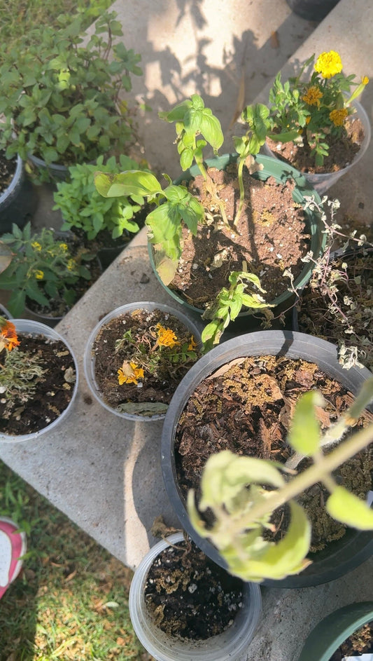 If Your Garden Died, I Need You to Hear This...