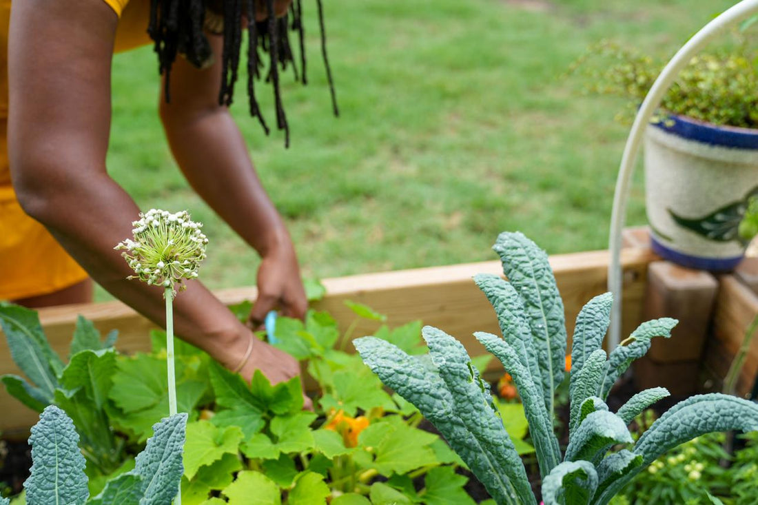 Grow Your Own Salad Bowl in Austin: The Easy Texas Greens Garden That Keeps Feeding You