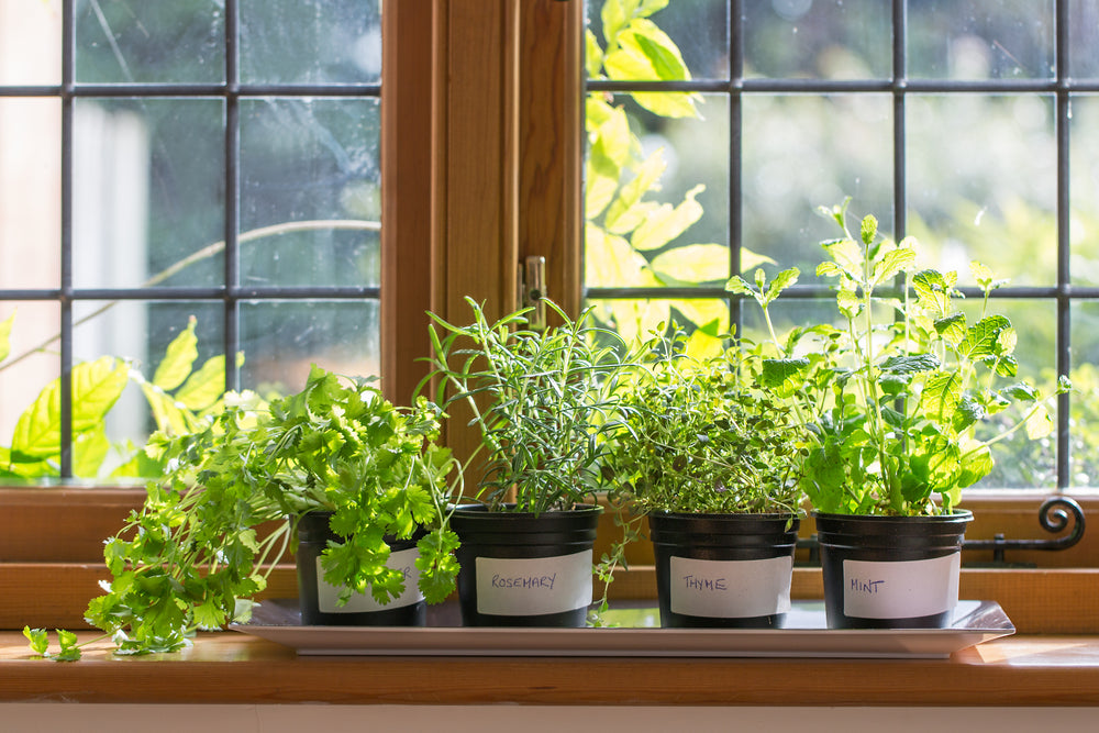 Stop Wasting Money on Herbs: How to Grow Your Own Indoors