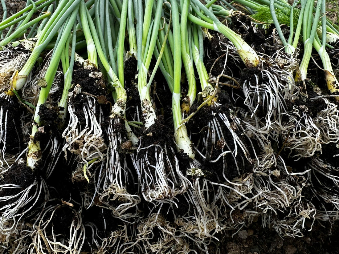 Roots Grow Before Leaves Show: What’s Really Happening Under the Soil