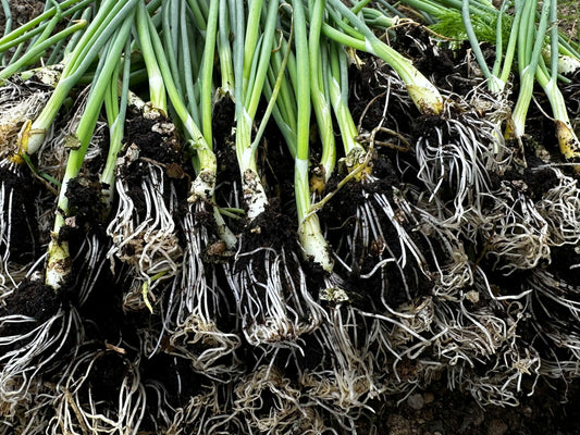 Roots Grow Before Leaves Show: What’s Really Happening Under the Soil