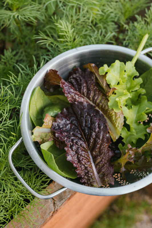 Want Endless Salads This Fall? How to Grow Leafy Greens That Keep Giving