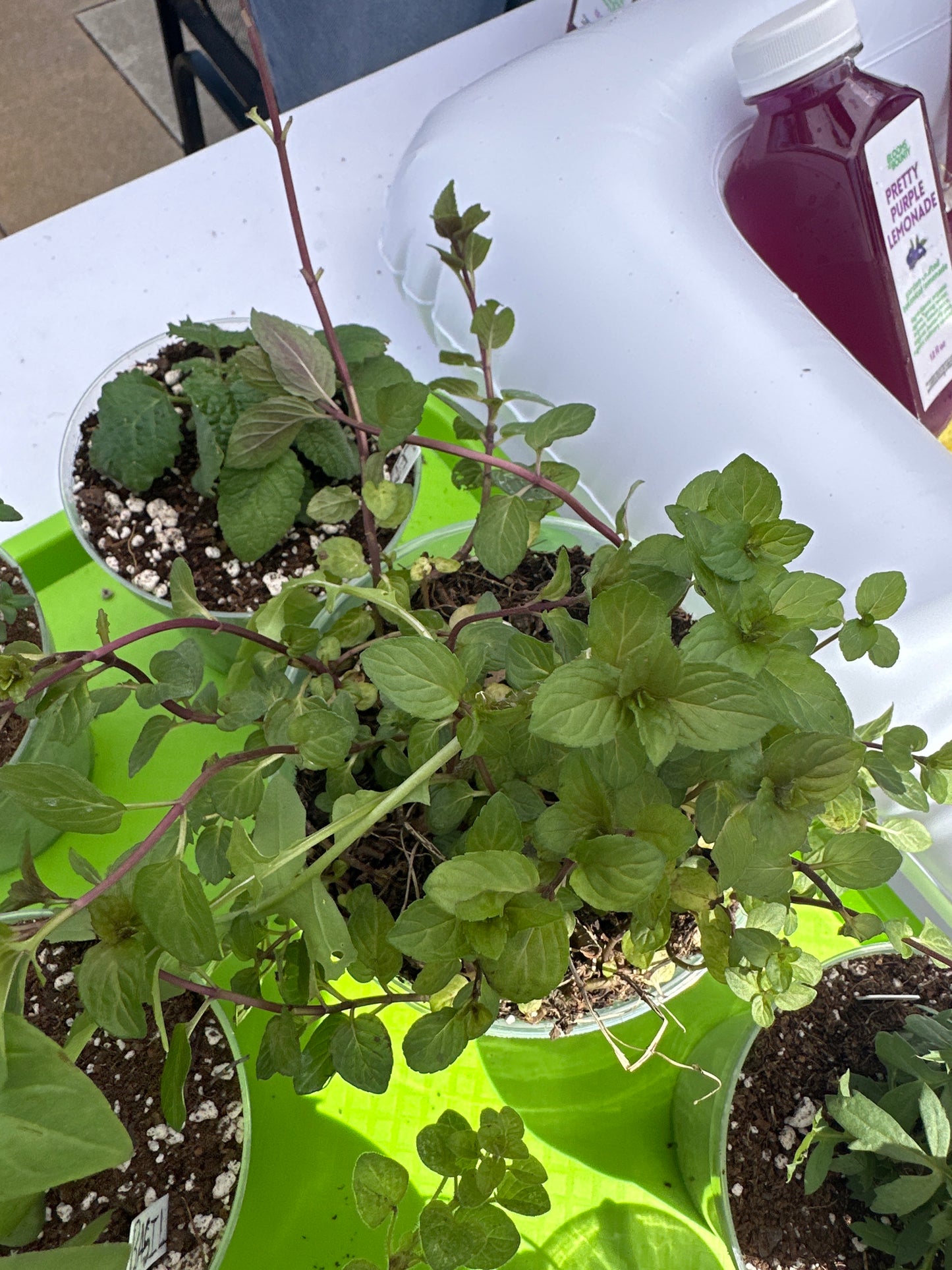 Small Potted Plant - Peppermint