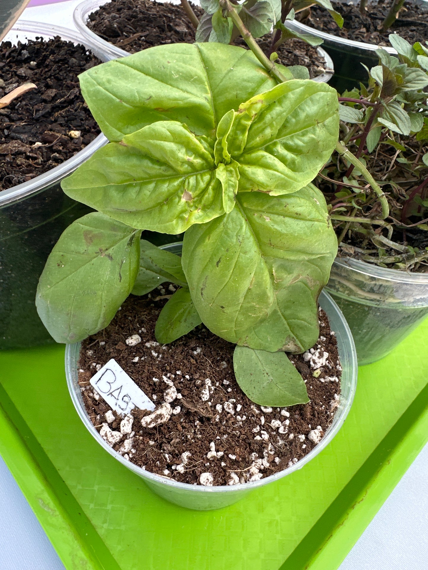 Small Potted Plant - Basil