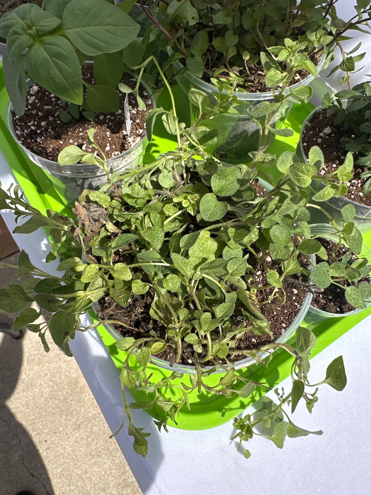 Small Potted Plant - Peppermint