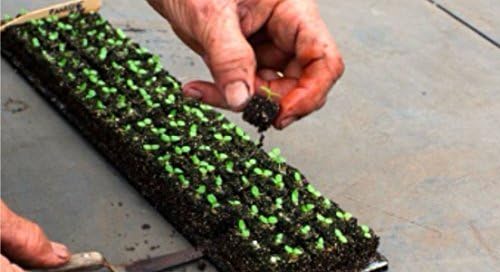 Ladbrooke Authentic Soil Block Maker Micro 20 Hand Held, Made in England