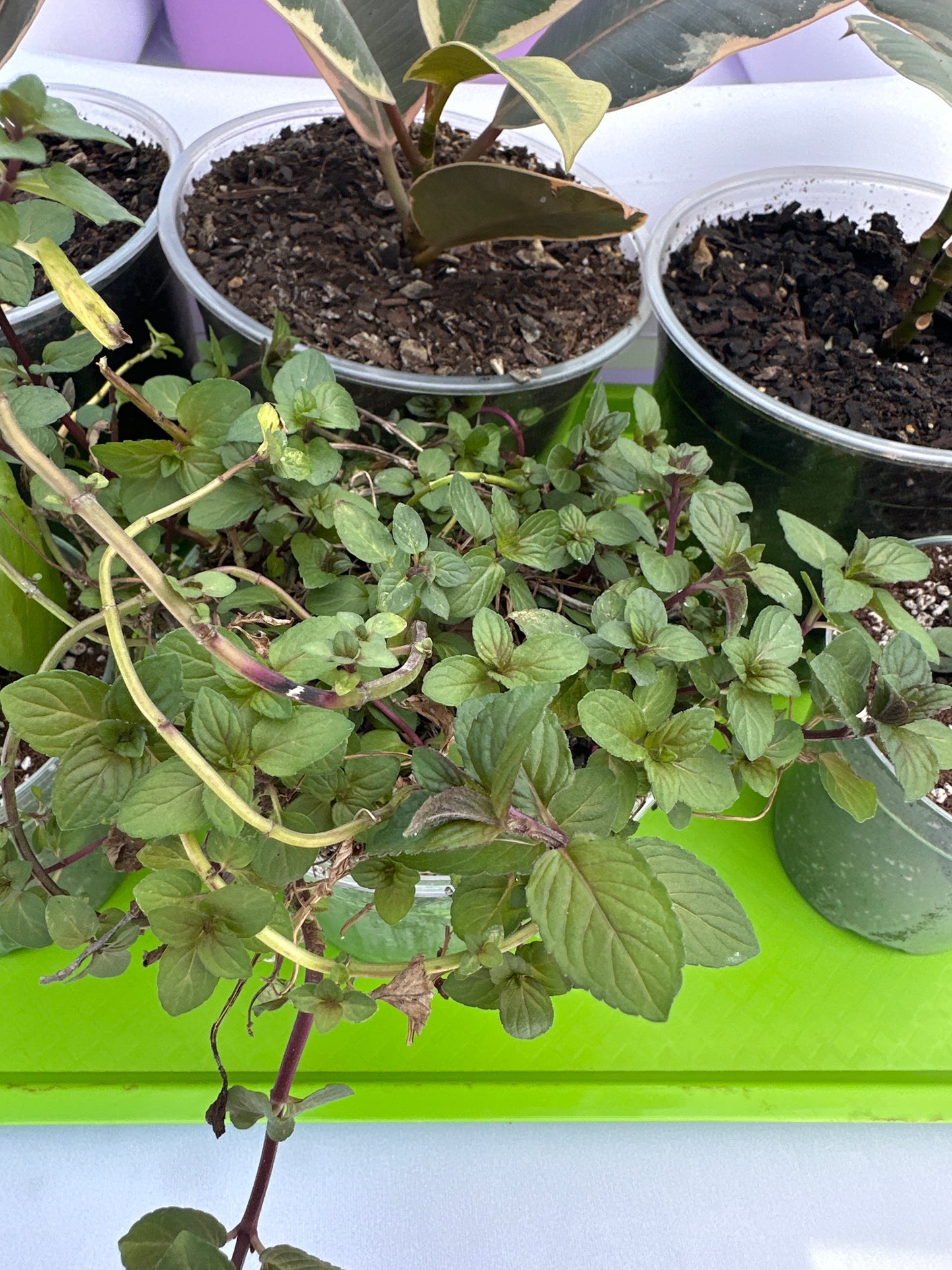 Small Potted Plant - Peppermint