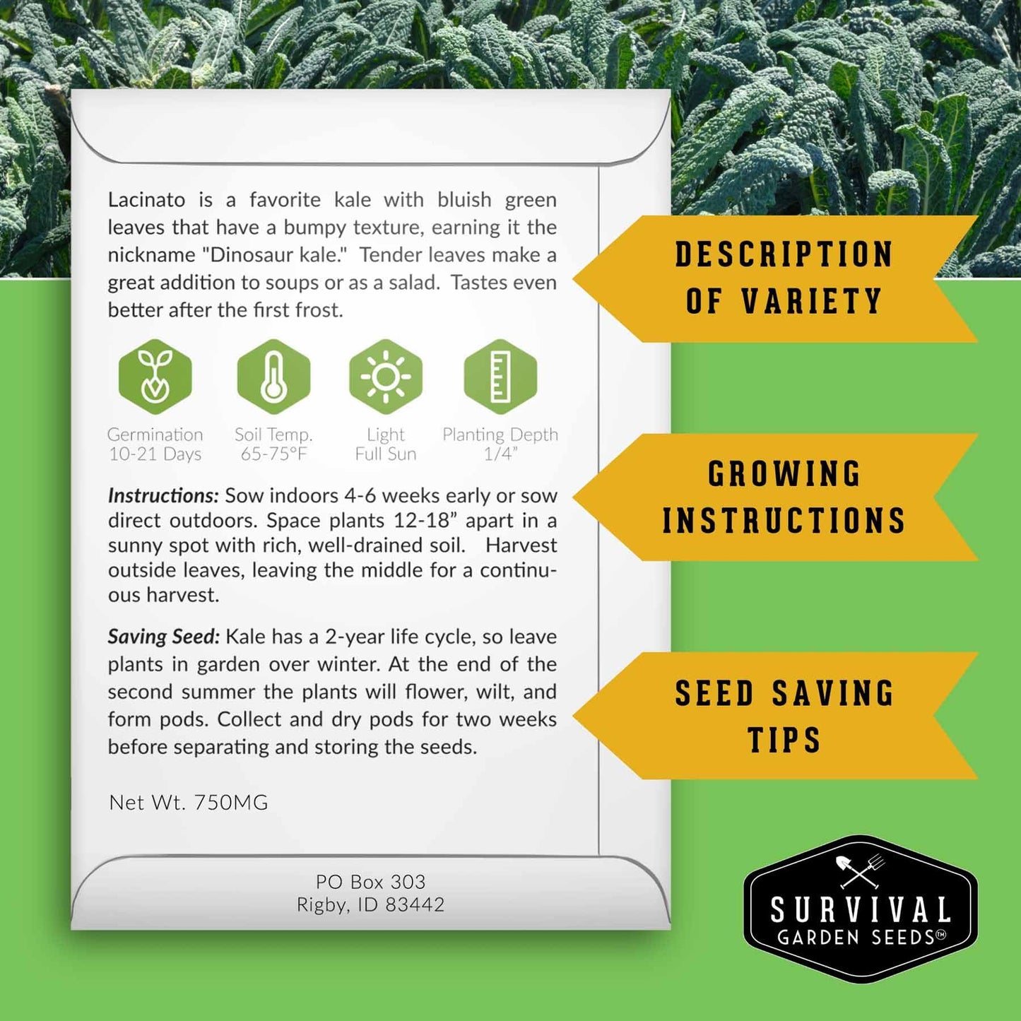 Lacinato Kale Seeds for Planting Outdoors or Indoors – Heirloom Dinosaur Tuscan Kale Variety – Cold Hardy Green for Fall & Spring Vegetable Gardens - Survival Garden Seeds (1 Pack)