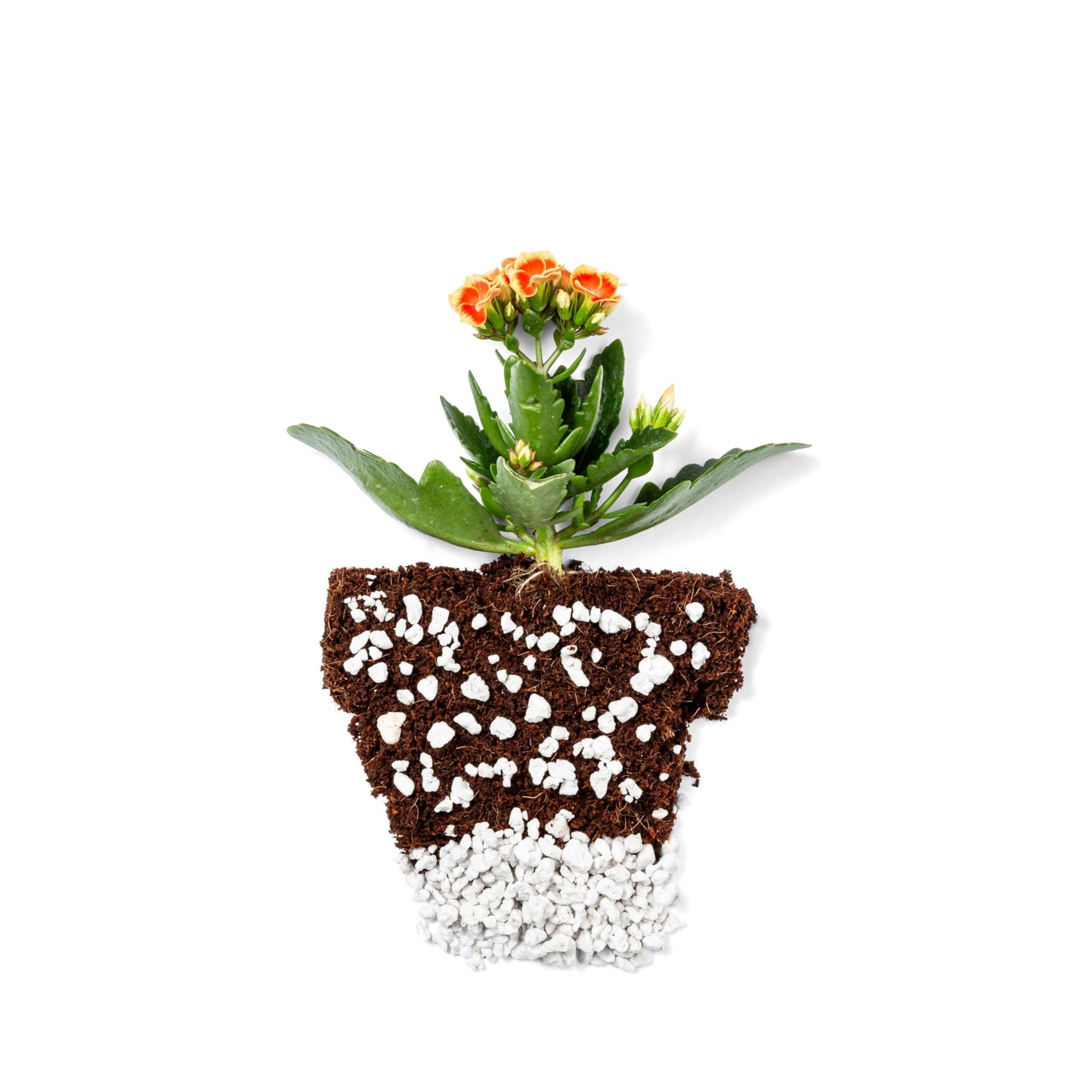 Vermiculite Bliss (16 Qts) - Organic Vermiculite for Gardening - Fine Grade Vermiculite for Plants - Coarse Vermiculite Soil Amendment - Bulk Vermiculite for Garden Soil, Perlite, & Seed Starting