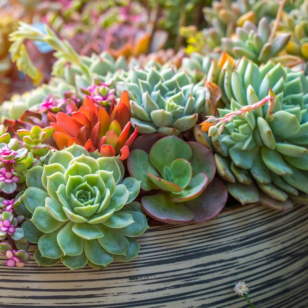 Back to the Roots 100% Organic Potting Mix (Value 12 Quart) | Premium Blend | Made in The USA