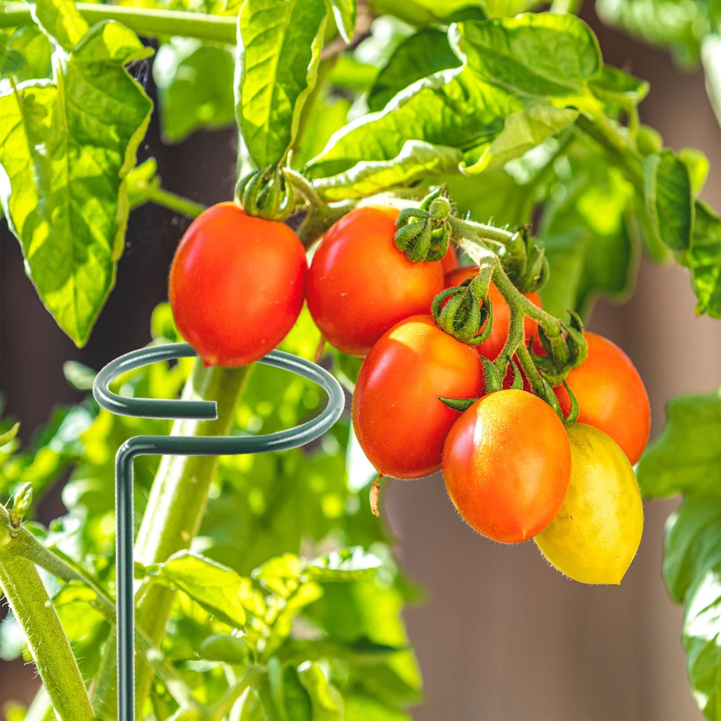 12 Pack 16 Inch Plant Support Stakes, Metal Single stemmed Flower Support Hoops，Garden Plant Stakes Plant Prop for Amaryllis Orchid Lily Rose Peony Tomatoes Gladiolus