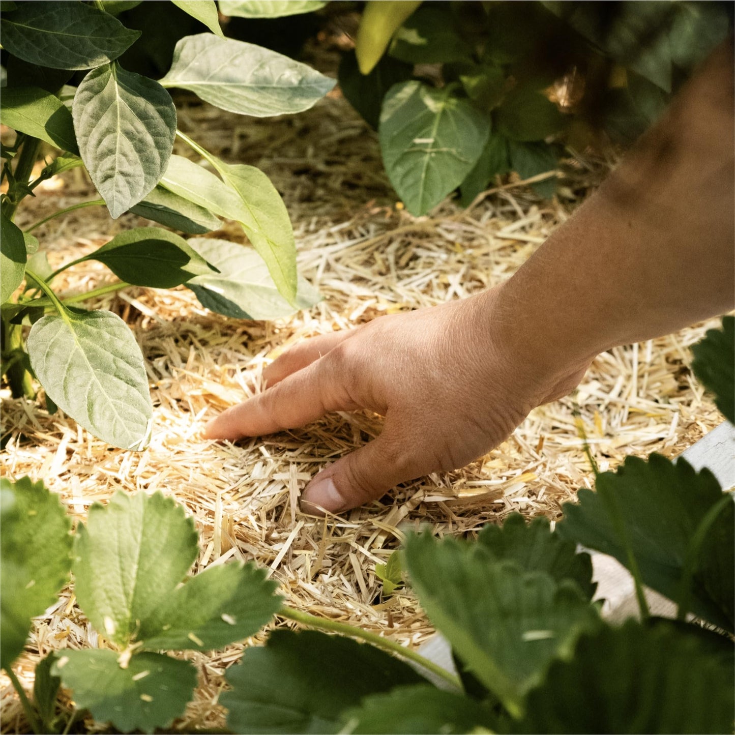 GardenStraw, 3 cu ft (20 lbs) Pack of 1 – All-Natural Mulch for Gardens, Vegetables Lawn Seeding – Water-Conserving, Weed-Suppressing Wheat Straw – Cleaned, Sustainably Sourced