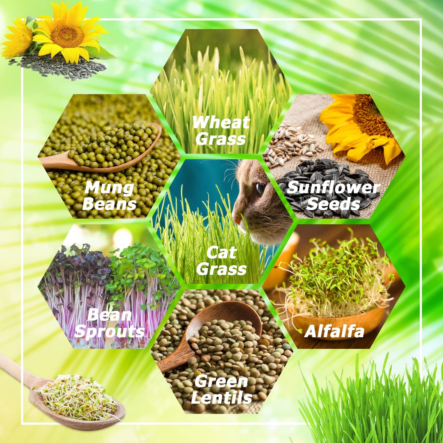 Legigo 10 Pack Green Seed Sprouter Trays- Soil-Free Cultivation Germination Tray, BPA Free Nursery Tray with Planting Paper for Indoors or Outdoors Sprouting Seeds, Grow Grass, Beans (Without Lids)