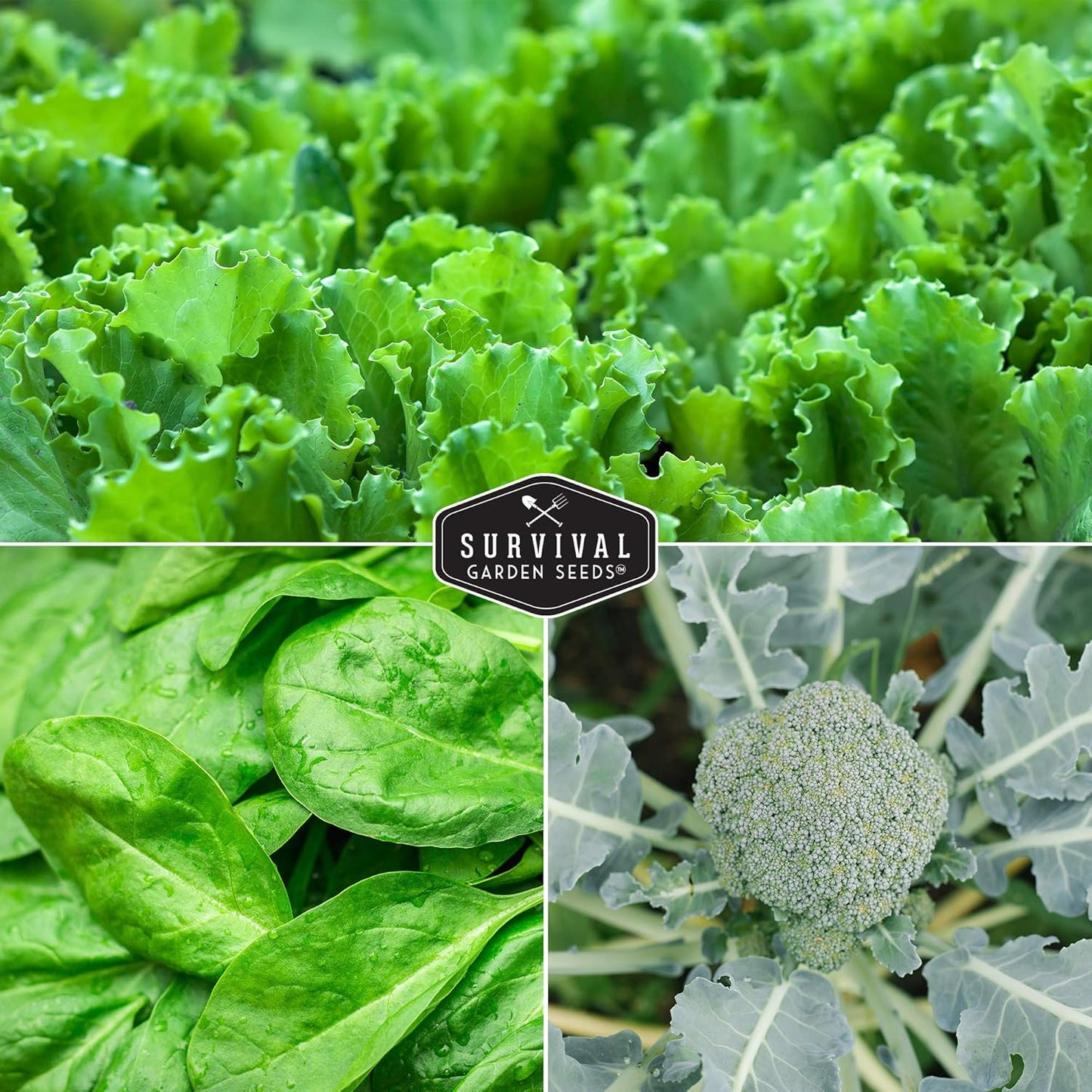 Cool Weather Garden Seeds Collection | Fall & Spring Planting – Grow Broccoli, Kale, Lettuce, Spinach & Cilantro | Cold Hardy Winter Vegetables – Survival Garden Seeds