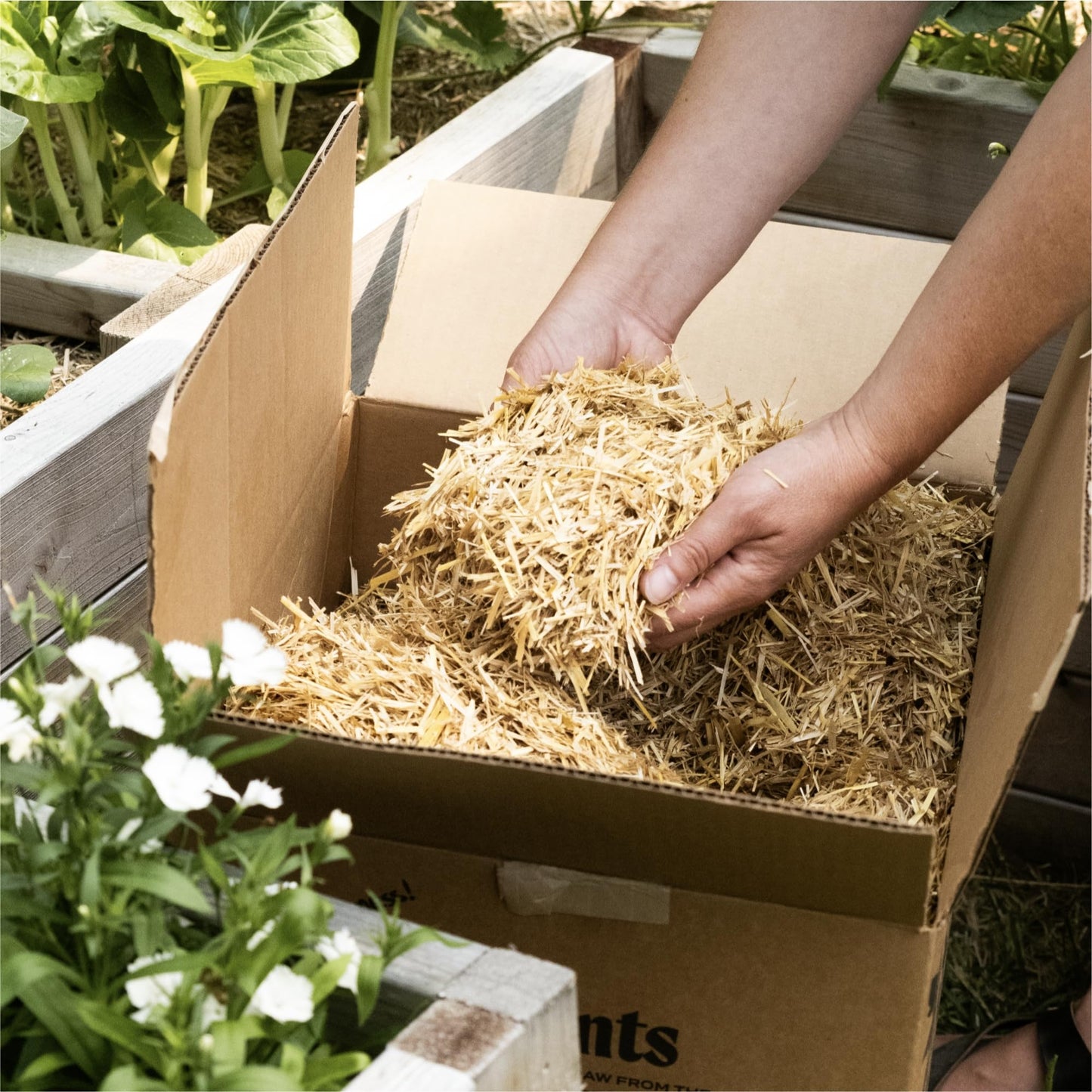 GardenStraw, 3 cu ft (20 lbs) Pack of 1 – All-Natural Mulch for Gardens, Vegetables Lawn Seeding – Water-Conserving, Weed-Suppressing Wheat Straw – Cleaned, Sustainably Sourced