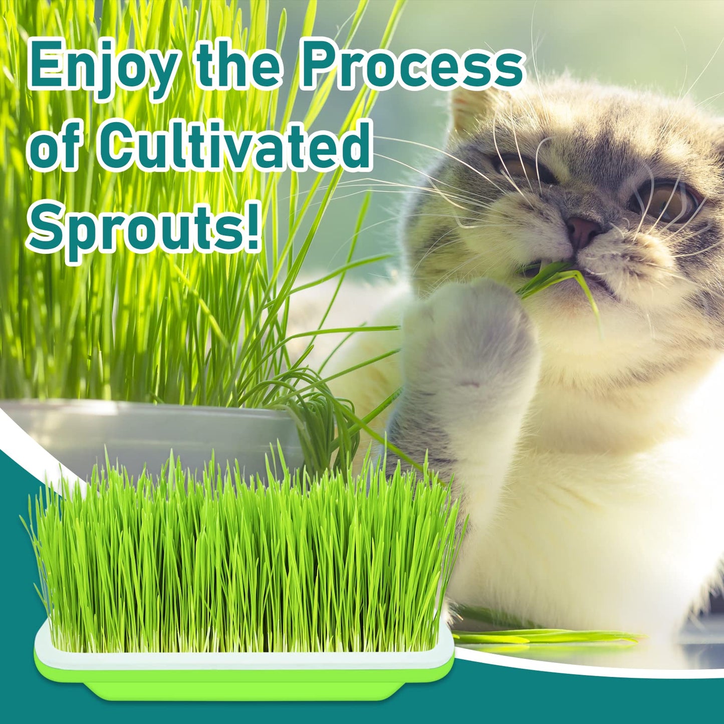 Legigo 10 Pack Green Seed Sprouter Trays- Soil-Free Cultivation Germination Tray, BPA Free Nursery Tray with Planting Paper for Indoors or Outdoors Sprouting Seeds, Grow Grass, Beans (Without Lids)