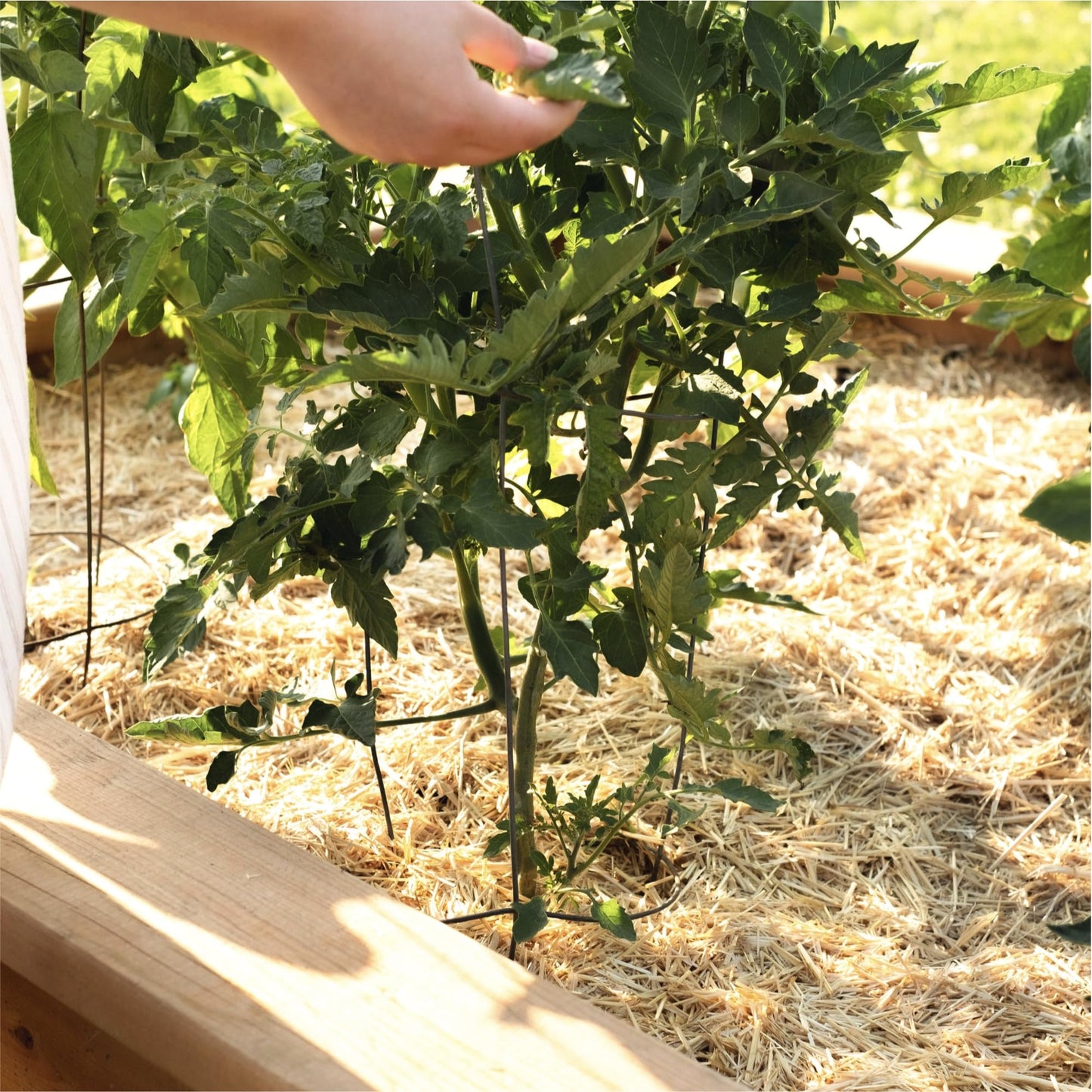 GardenStraw, 3 cu ft (20 lbs) Pack of 1 – All-Natural Mulch for Gardens, Vegetables Lawn Seeding – Water-Conserving, Weed-Suppressing Wheat Straw – Cleaned, Sustainably Sourced