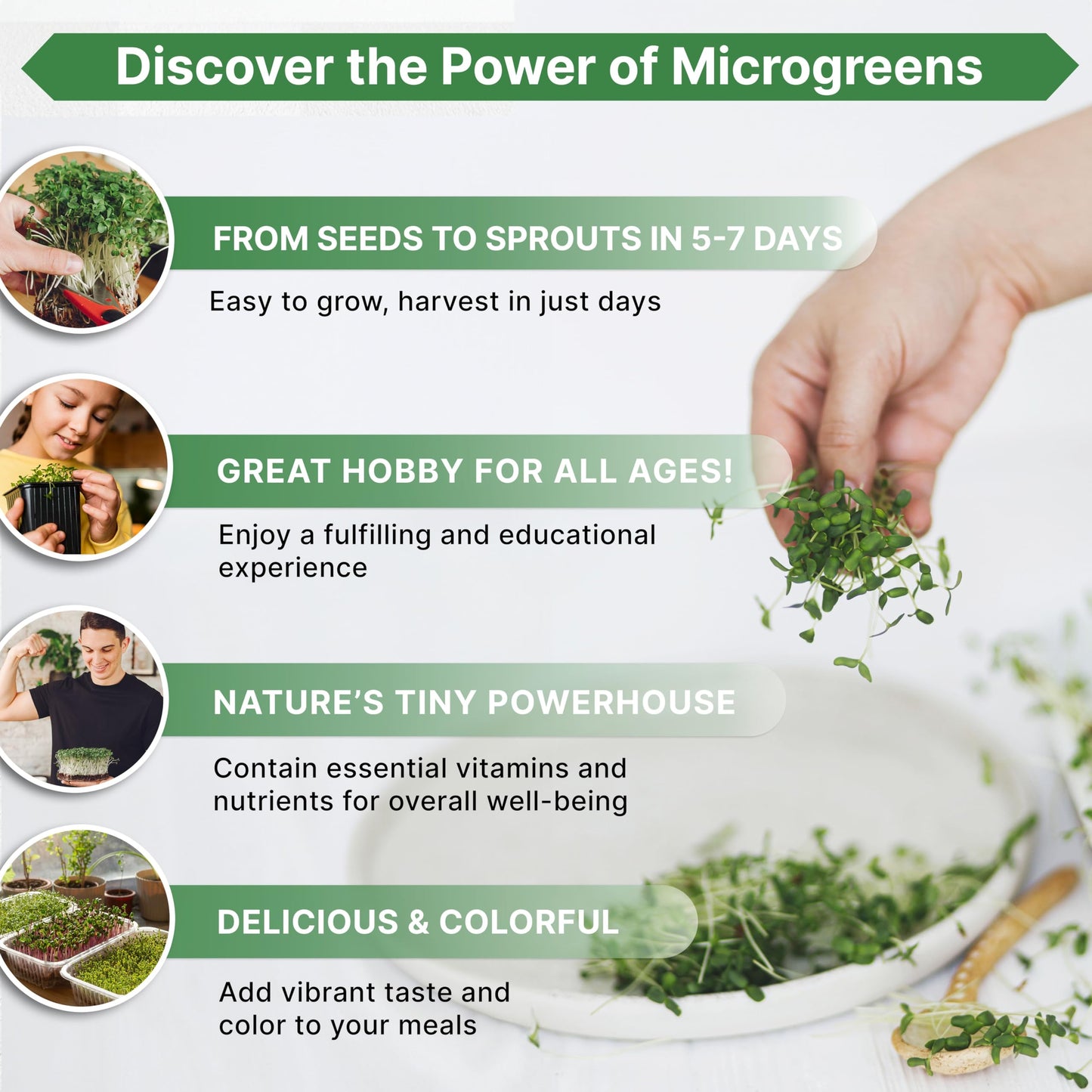 Organo Republic Arugula Sprouting & Microgreens Seeds - 55,000 Non-GMO Heirloom Seeds, Sprouts in 4 oz Resealable Bag for Planting & Growing Microgreens in Soil, Coconut Coir, Aeroponic & Hydroponic