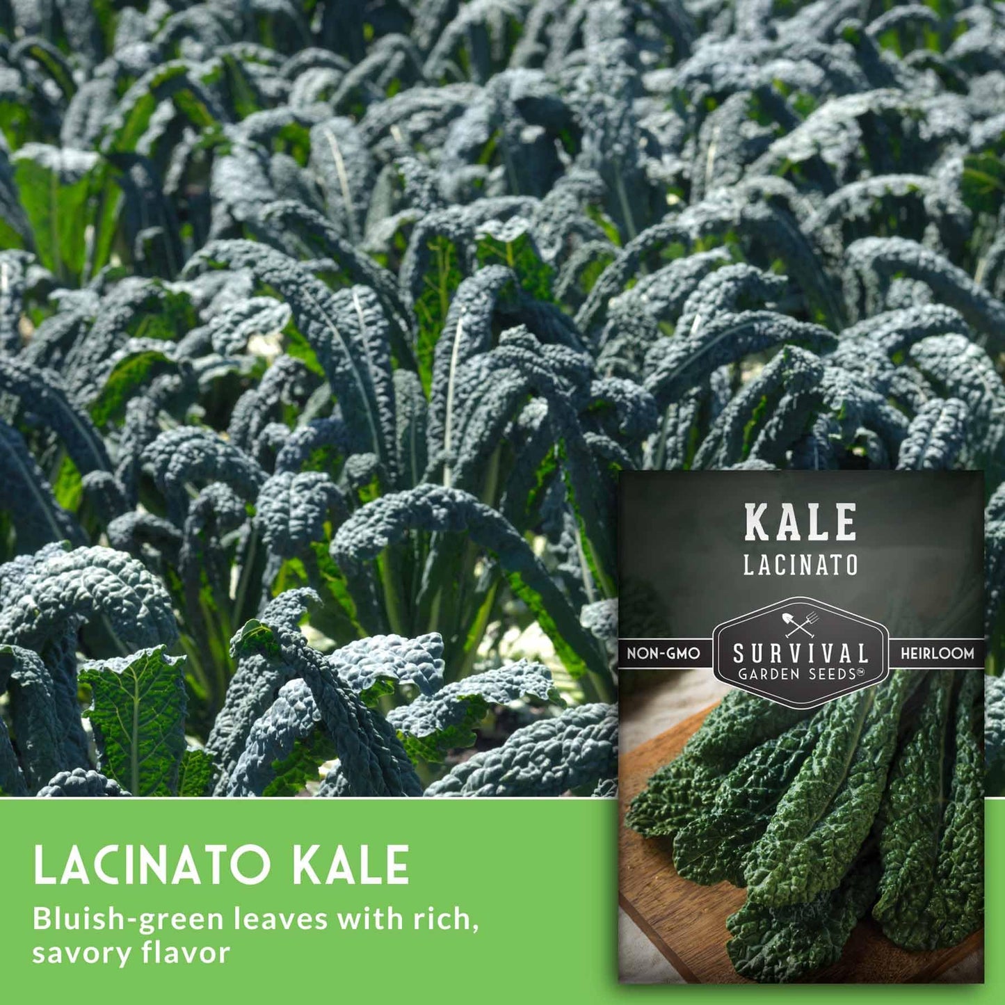 Lacinato Kale Seeds for Planting Outdoors or Indoors – Heirloom Dinosaur Tuscan Kale Variety – Cold Hardy Green for Fall & Spring Vegetable Gardens - Survival Garden Seeds (1 Pack)