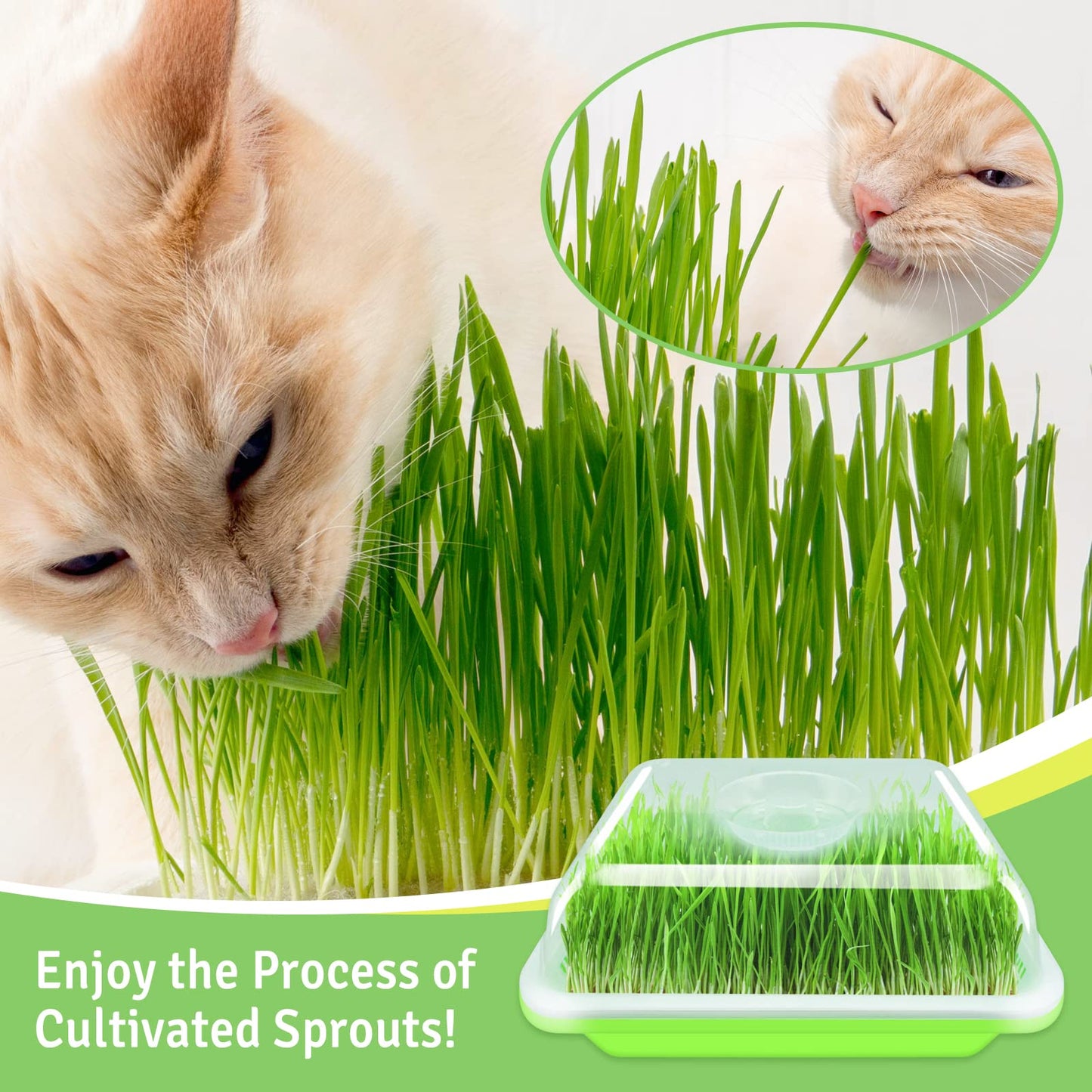 Legigo 10 Pack Green Seed Sprouter Trays- Soil-Free Cultivation Germination Tray, BPA Free Nursery Tray with Planting Paper for Indoors or Outdoors Sprouting Seeds, Grow Grass, Beans (Without Lids)