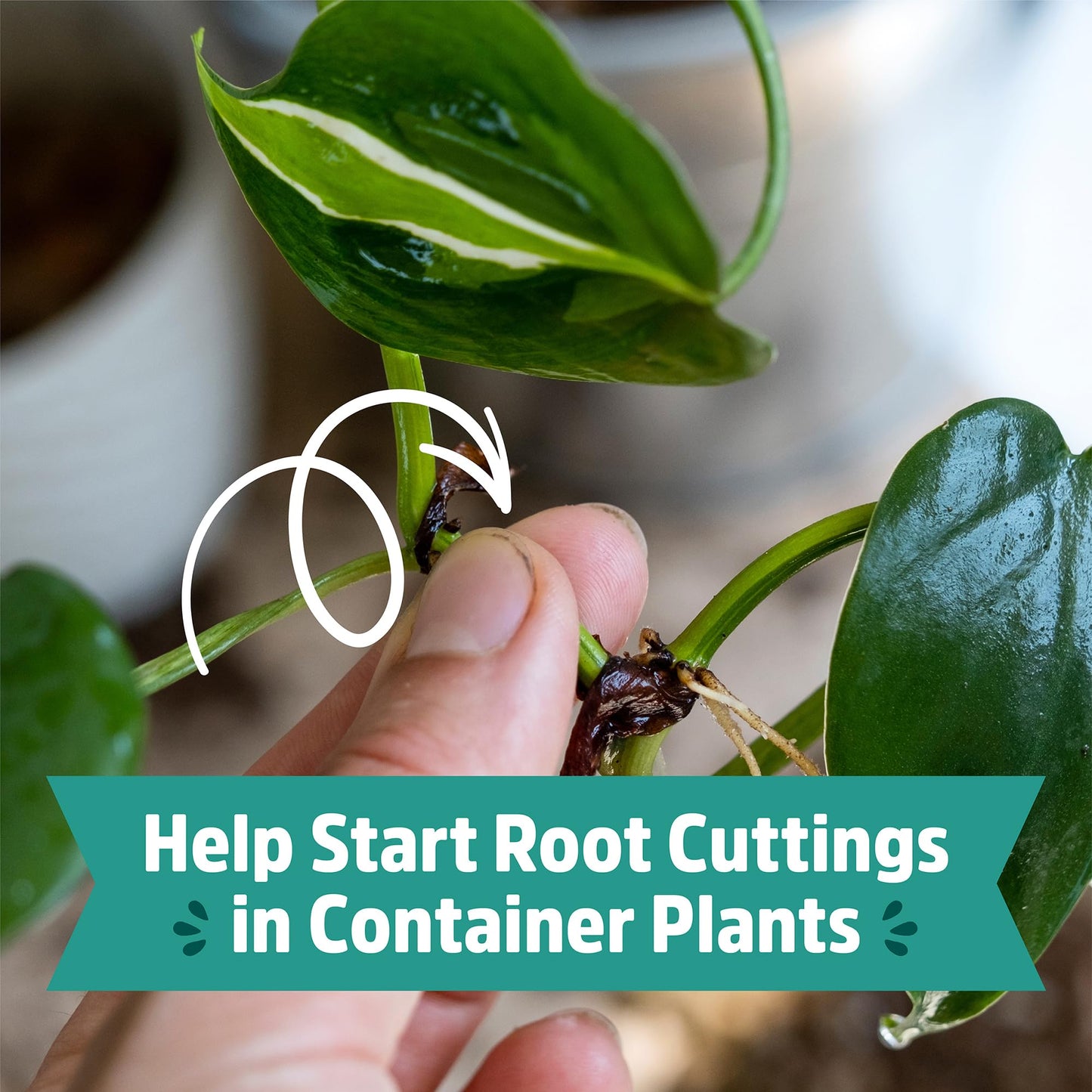 Back to the Roots Organic Worm Castings for Plants, Natural Fertilizer and Soil Enhancer for Gardening, Made in The USA, 5lb