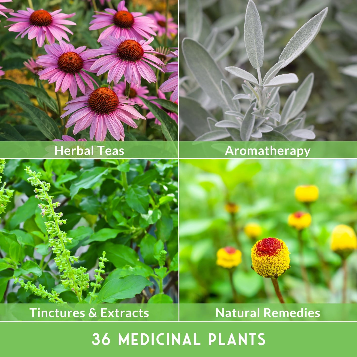 Ultimate Medicinal Herb Seeds Variety Pack – 36 Heirloom Non-GMO Healing Herbs for Planting | Wellness & Apothecary Garden Kit for Herbalists, Homesteaders – Survival Garden Seeds (28,000+)