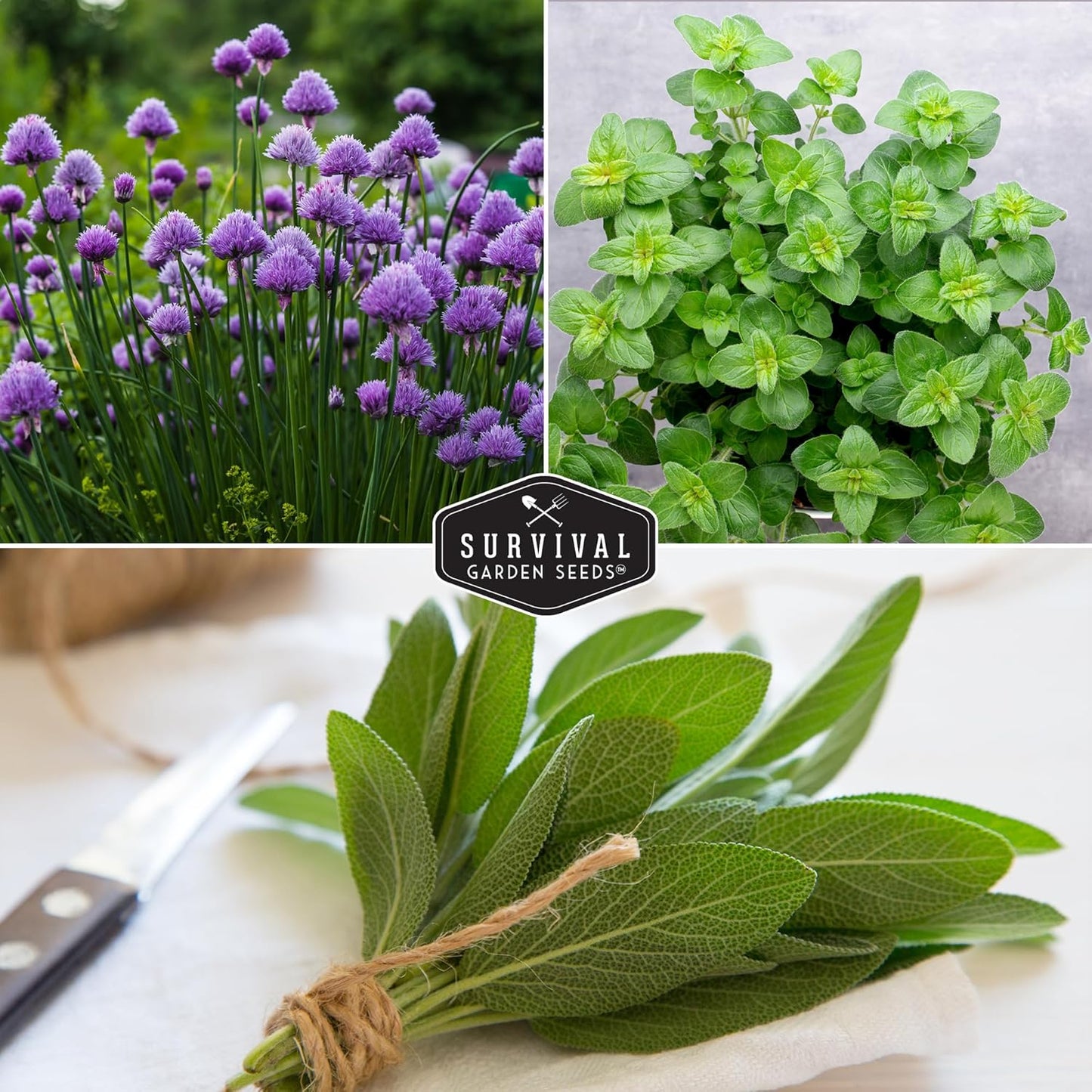 Herb Seeds Variety Pack | 10 Culinary Herbs for Planting – Basil, Cilantro, Lavender, Dill, Parsley, Oregano, Thyme, Sage, Chives, Marjoram – Indoor Kitchen Herb Kit – Survival Garden Seeds