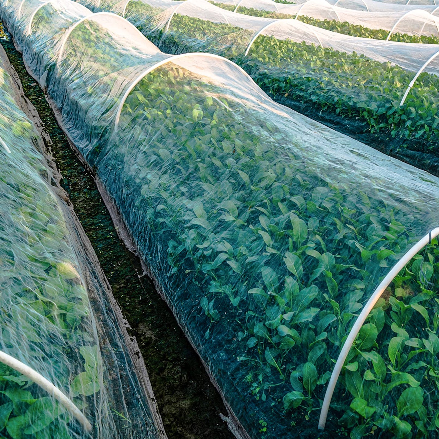 Unves Garden Netting, 10 x 50 Ft Insect Bird Netting for Garden Protection, Ultra Fine Mesh Mosquito Net for Patio Vegetable Plants Fruit Tree, Birds Pests Bugs Plant Covers