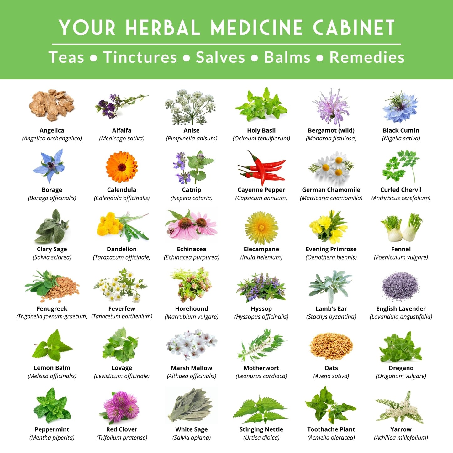 Ultimate Medicinal Herb Seeds Variety Pack – 36 Heirloom Non-GMO Healing Herbs for Planting | Wellness & Apothecary Garden Kit for Herbalists, Homesteaders – Survival Garden Seeds (28,000+)