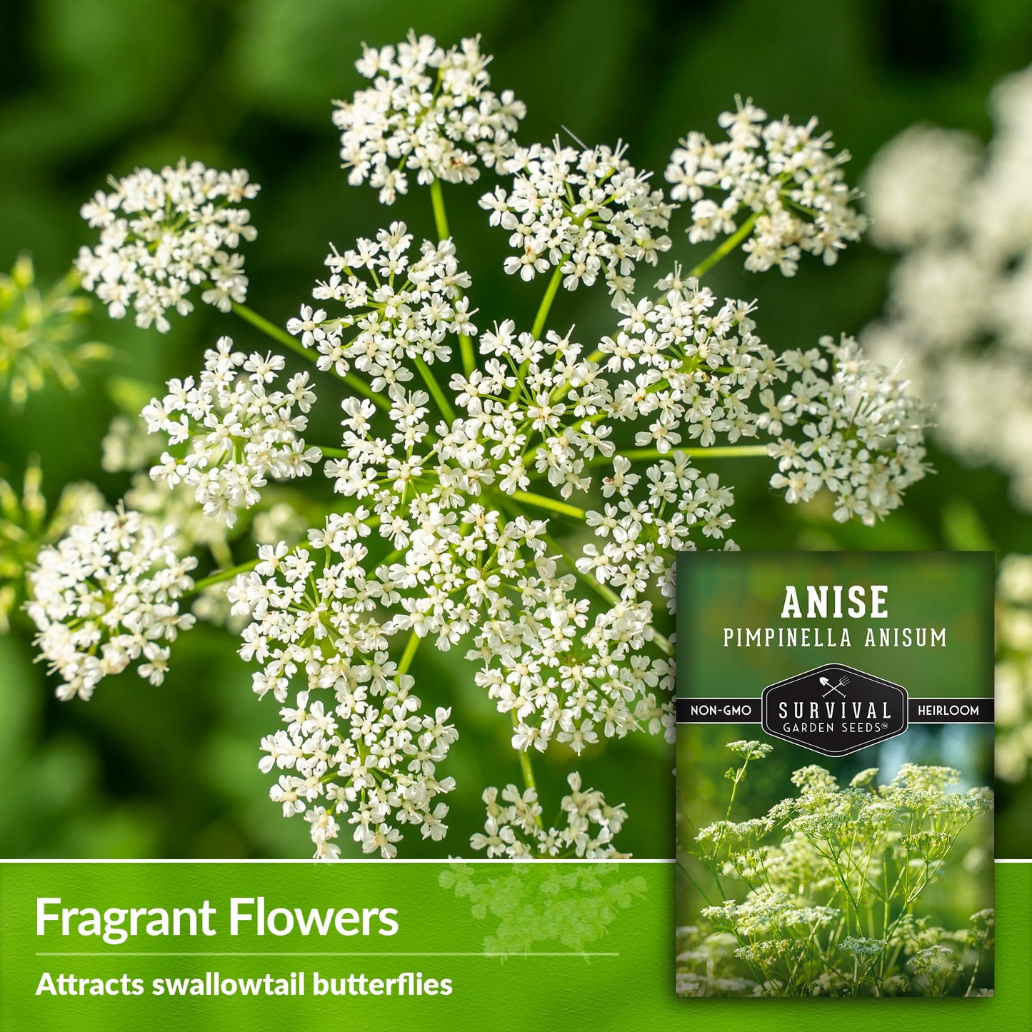 1 Pack Anise Seed for Planting with Instructions to Grow Aniseed in Your Home Herb Garden - Non-GMO Heirloom - Medicinal and Culinary - Unique Plant Seeds - Survival Garden Seeds