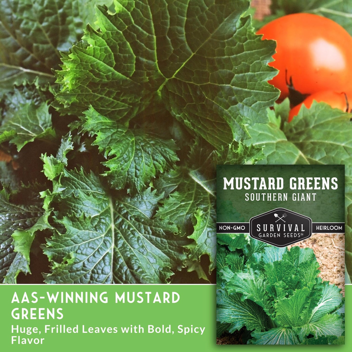 Southern Giant Mustard Green Seeds for Planting – Heirloom Non-GMO Spicy Greens, Heat Tolerant and Slow to Bolt for Home Vegetable Gardens - Survival Garden Seeds (2 Packs)