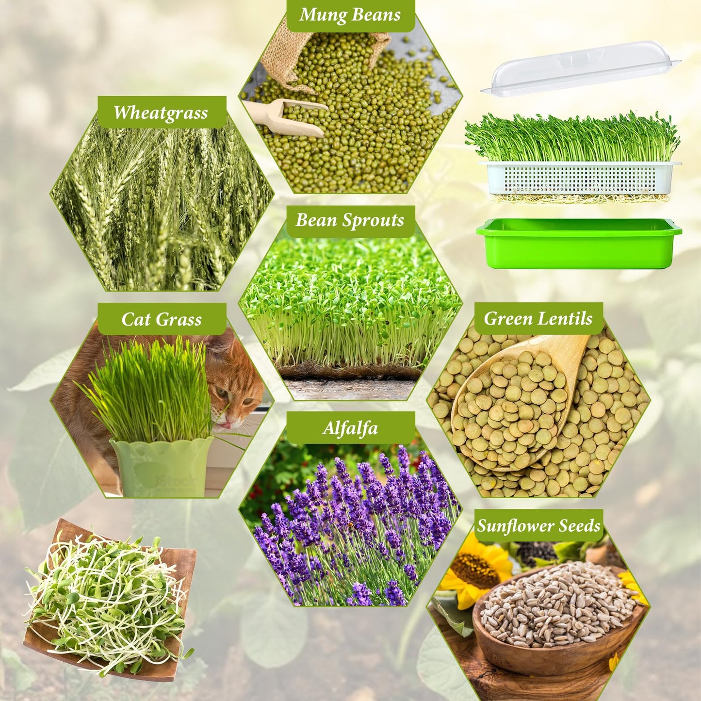 Legigo 10 Pack Green Seed Sprouter Trays- Soil-Free Cultivation Germination Tray, BPA Free Nursery Tray with Planting Paper for Indoors or Outdoors Sprouting Seeds, Grow Grass, Beans (Without Lids)