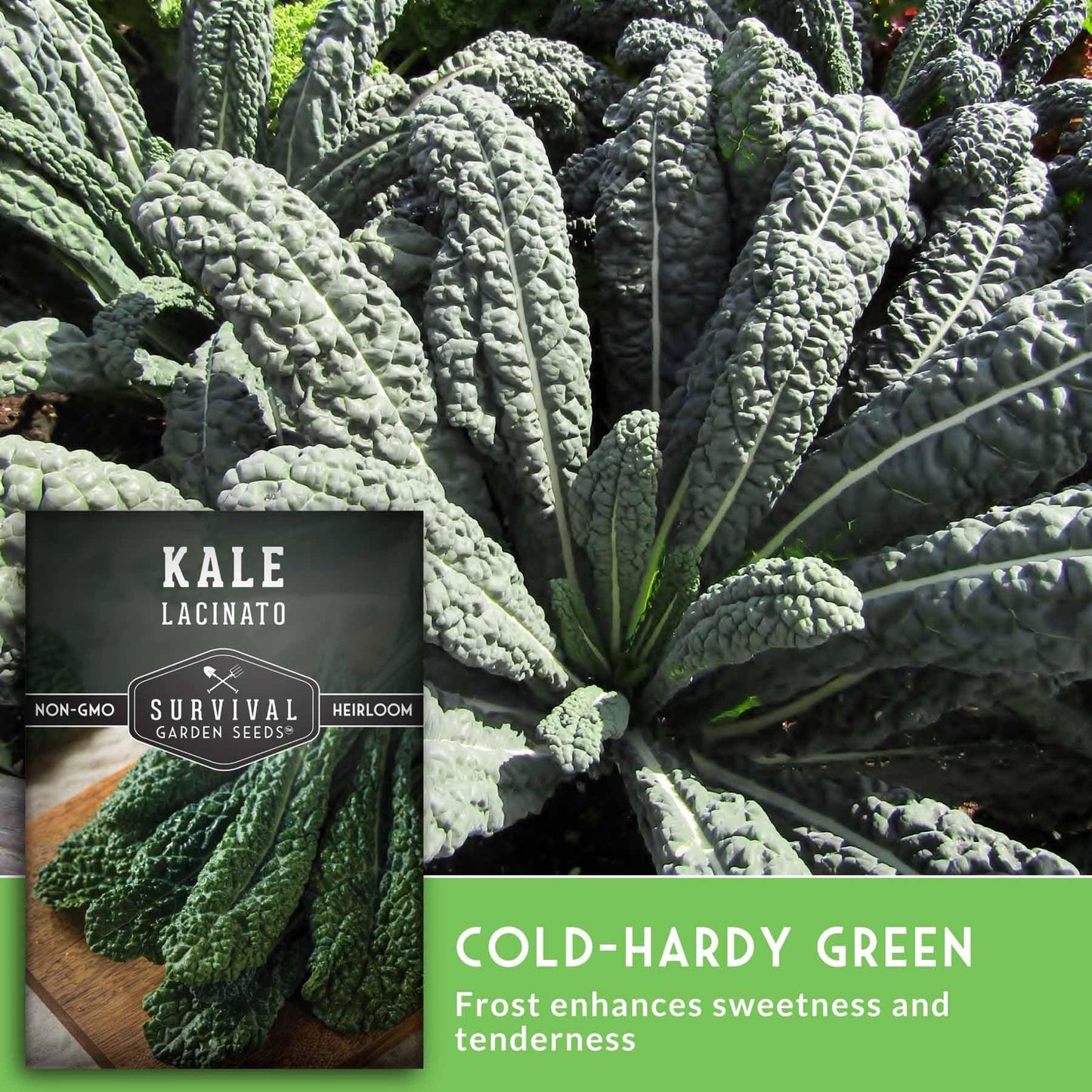Lacinato Kale Seeds for Planting Outdoors or Indoors – Heirloom Dinosaur Tuscan Kale Variety – Cold Hardy Green for Fall & Spring Vegetable Gardens - Survival Garden Seeds (1 Pack)