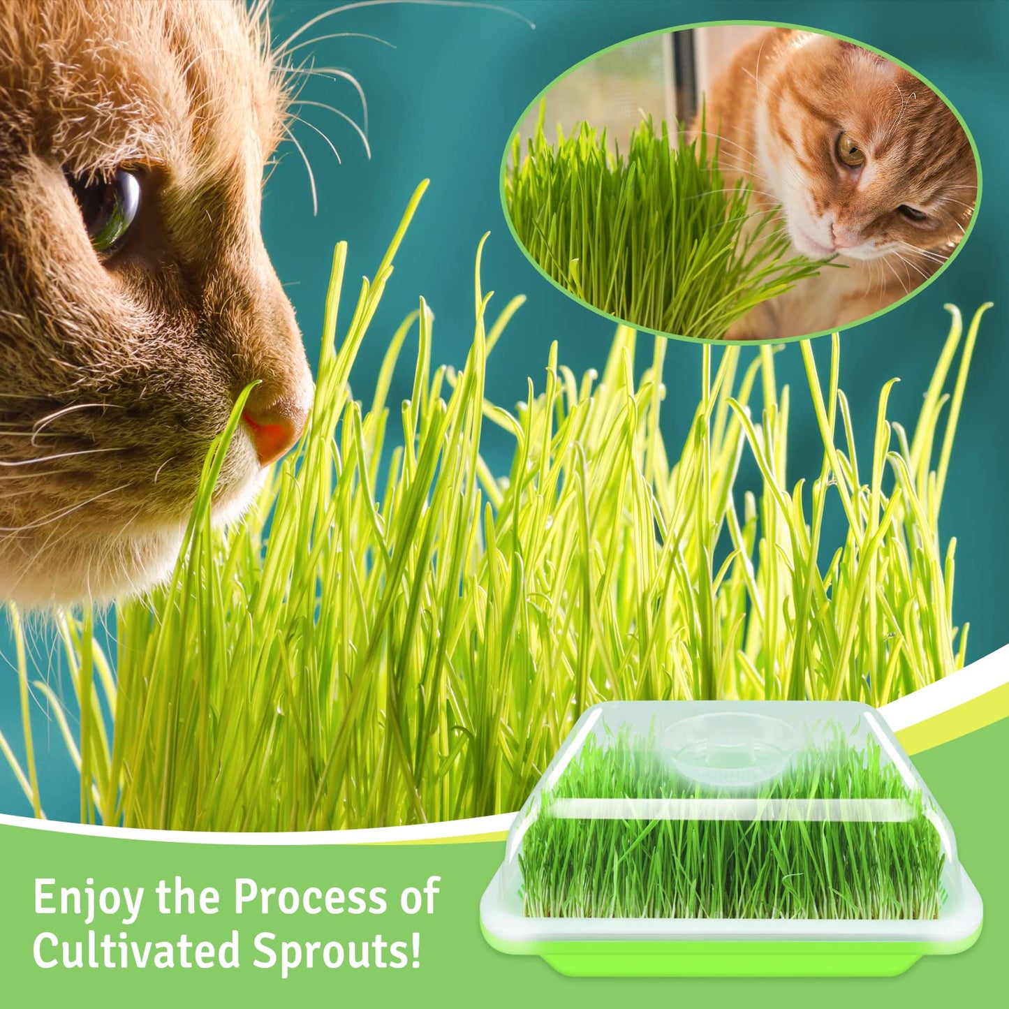 Legigo 10 Pack Green Seed Sprouter Trays- Soil-Free Cultivation Germination Tray, BPA Free Nursery Tray with Planting Paper for Indoors or Outdoors Sprouting Seeds, Grow Grass, Beans (Without Lids)