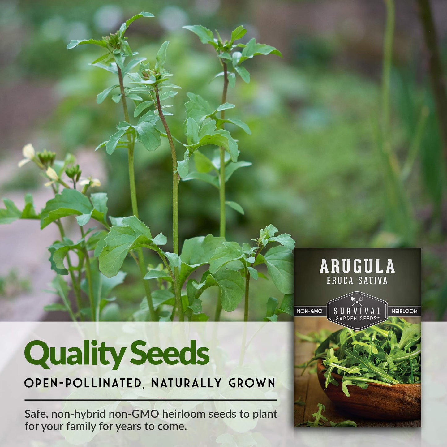 Survival Garden Seeds - Arugula Seeds for Planting - 2 Packs with Instructions to Grow Garden Rocket Green Leafy Vegetables in Your Home Vegetable Garden - Non-GMO Heirloom