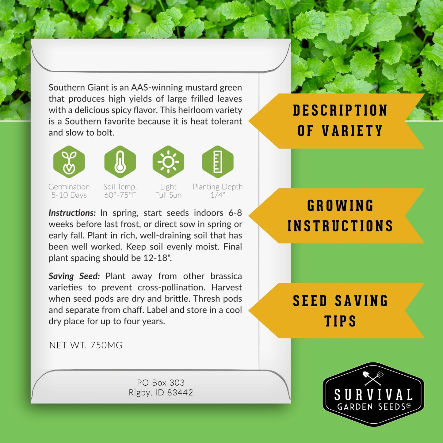 Southern Giant Mustard Green Seeds for Planting – Heirloom Non-GMO Spicy Greens, Heat Tolerant and Slow to Bolt for Home Vegetable Gardens - Survival Garden Seeds (2 Packs)