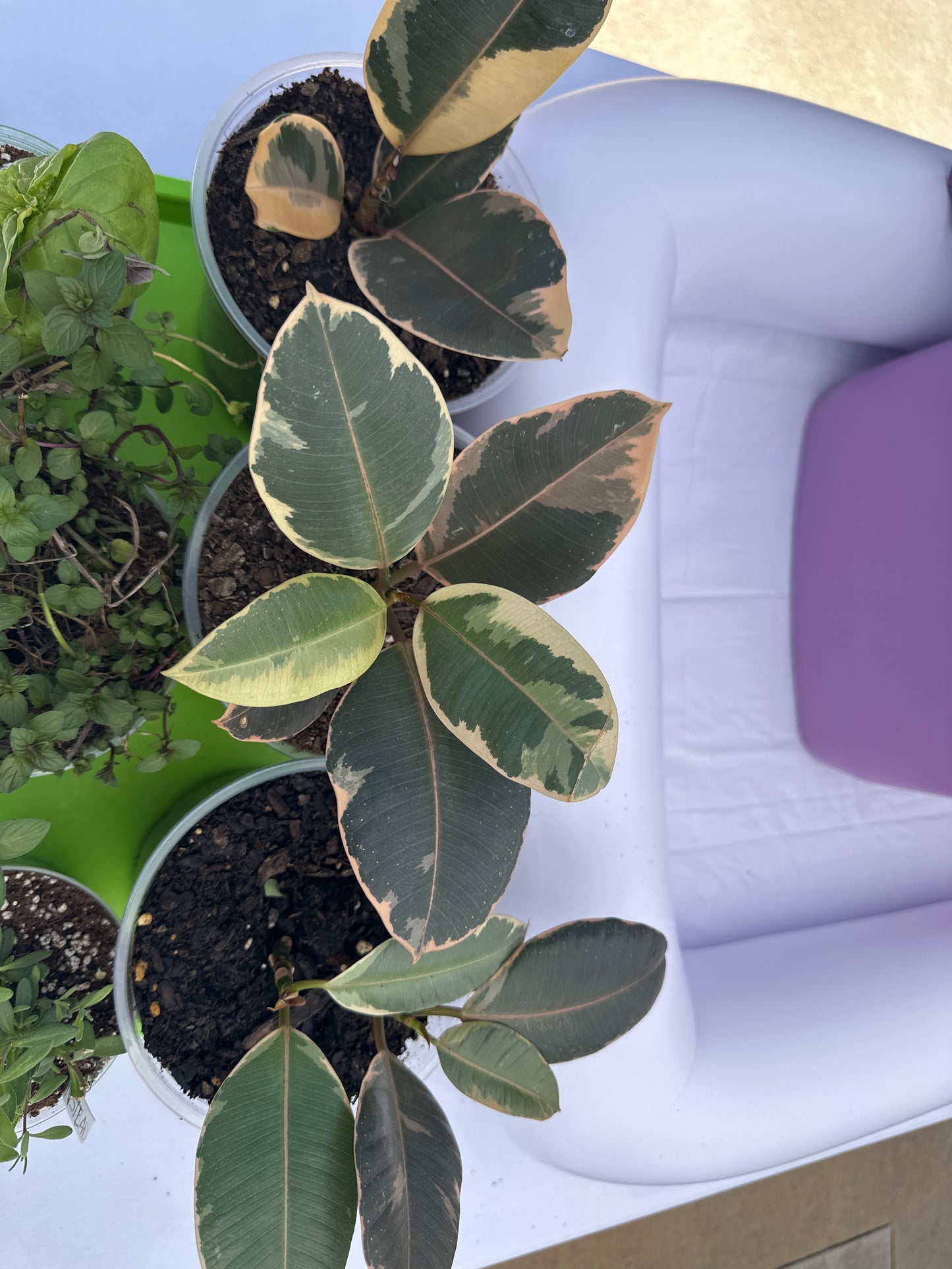 Large Potted Plant - Rubber Tree (Ficus Elastica)