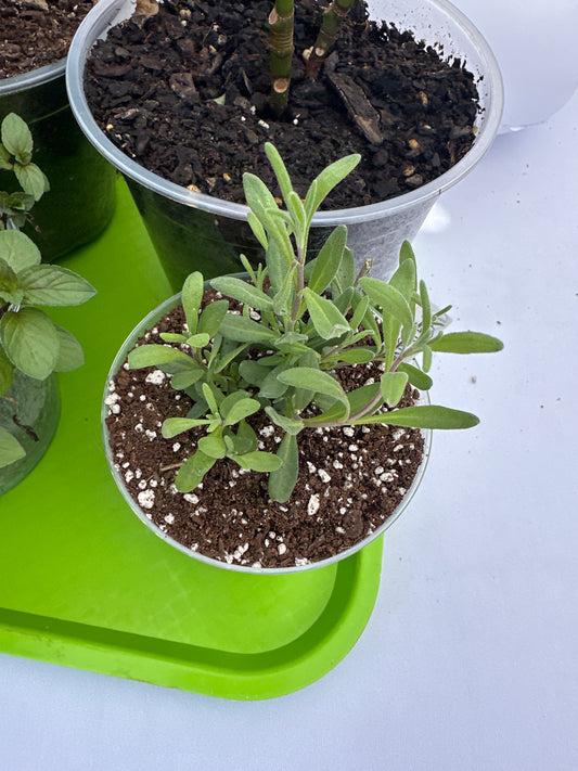 Small Potted Plant - Lavender (Munstead)
