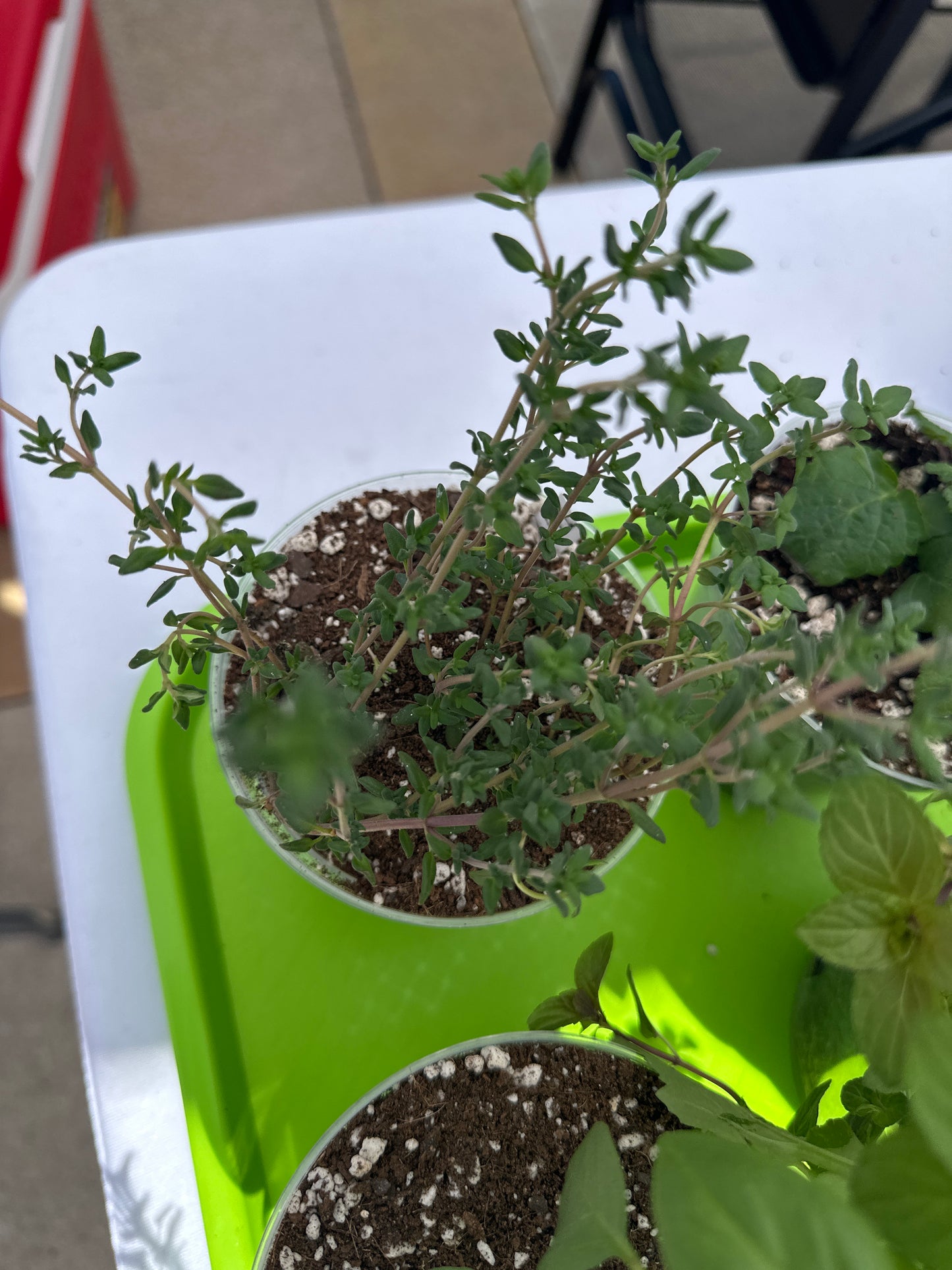 Small Potted Plant - Thyme