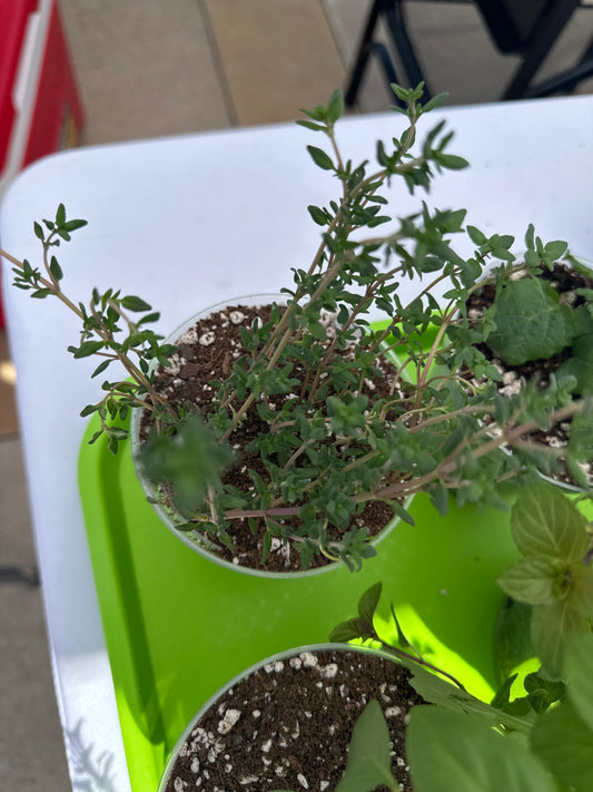 Small Potted Plant - Thyme