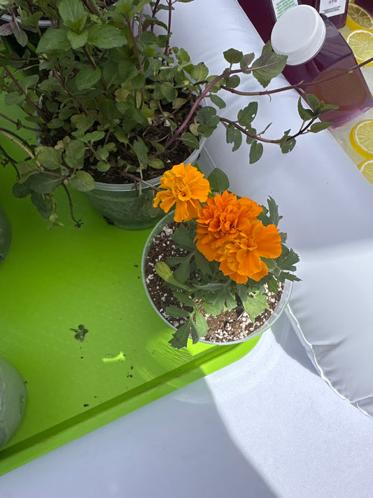 Small Potted Plant - Orange Marigold