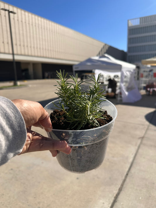 Medium Potted Plant - Rosemary