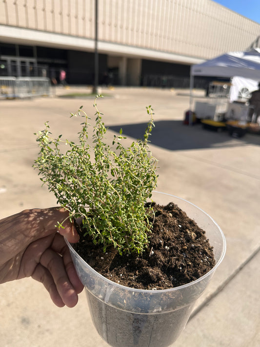 Medium Potted Plant - Thyme