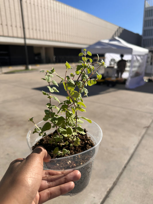 Medium Potted Plant - Oregano